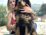 Dev Tibet Mastiff Yavrusu