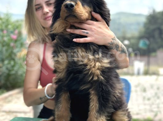 Dev Tibet Mastiff Yavrusu görsel