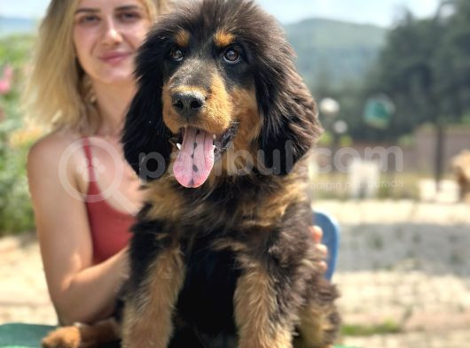 Dev Tibet Mastiff Yavrusu
