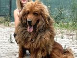 Dev Tibet Mastiff Yavrusu