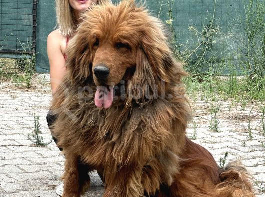 Dev Tibet Mastiff Yavrusu görsel