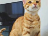 7 Aylik Sarman Erkek Kedi̇ Aci̇l Sahi̇plendi̇rme