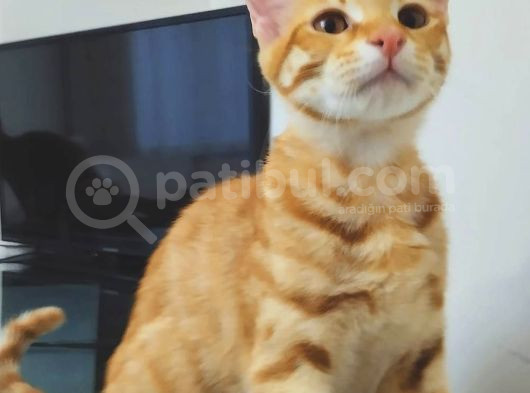 7 Aylik Sarman Erkek Kedi̇ Aci̇l Sahi̇plendi̇rme görsel