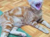 Sarman 7 Aylik Erkek Kedi̇ Aci̇l Sahi̇plendi̇rme