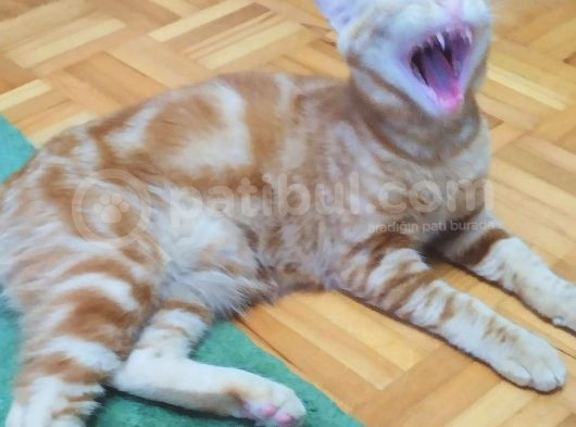 Sarman 7 Aylik Erkek Kedi̇ Aci̇l Sahi̇plendi̇rme görsel