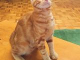Sarman 7 Aylik Erkek Kedi̇ Aci̇l Sahi̇plendi̇rme
