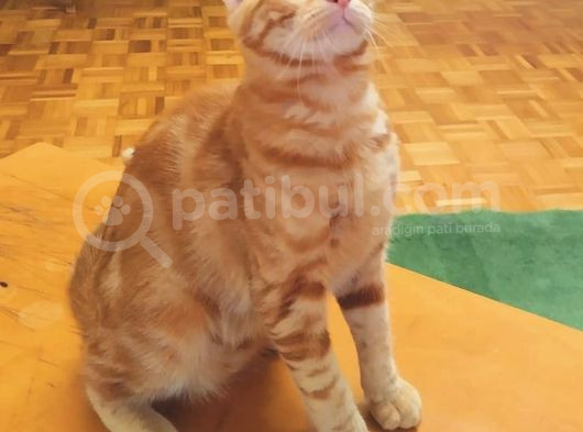 Sarman 7 Aylik Erkek Kedi̇ Aci̇l Sahi̇plendi̇rme görsel