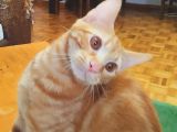 SARMAN 7 AYLIK ERKEK KEDİ ACİL SAHİPLENDİRME