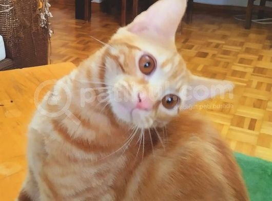 Sarman 7 Aylik Erkek Kedi̇ Aci̇l Sahi̇plendi̇rme