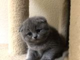 Her Irk Ve Renk Yavru Kedi Bulunur Her Yere Gönderilir