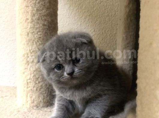 Her Irk Ve Renk Yavru Kedi Bulunur Her Yere Gönderilir görsel