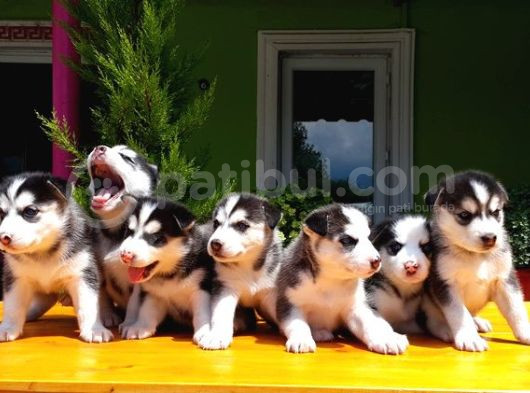 Husky Sibirya Kurdu Yavru