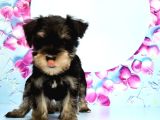 Schnauzer Yavru