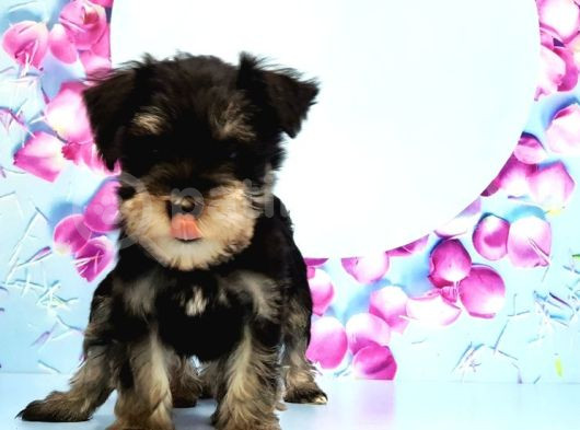 Schnauzer Yavru görsel