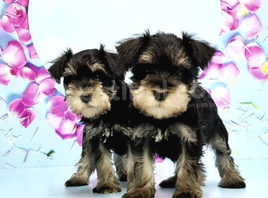 Schnauzer Yavru görsel