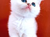 Her Irk Ve Renk Yavru Kedi Bulunur Her Yere Gönderilir