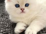 Her Irk Ve Renk Yavru Kedi Bulunur Her Yere Gönderilir