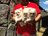 2 erkek 1 dişi pomeranian