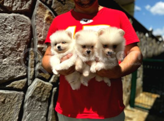 2 Erkek 1 Dişi Pomeranian