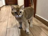 British Shorthair Golden 1 Yaşında