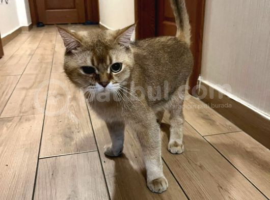 British Shorthair Golden 1 Yaşında görsel