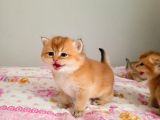 Her Irk Ve Renk Yavru Kedi Bulunur Her Yere Gönderilir