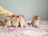 Her Irk Ve Renk Yavru Kedi Bulunur Her Yere Gönderilir