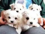 Maltese Terrier Yavrularımız