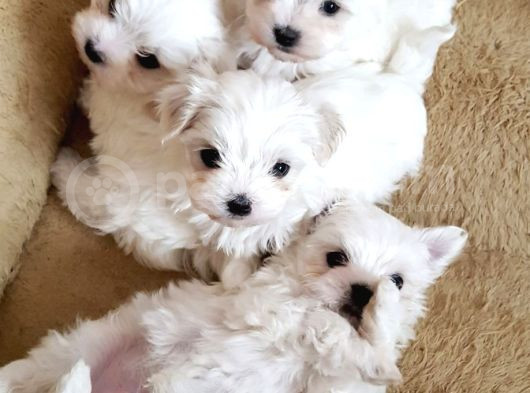 Maltese Terrier Yavrularımız görsel