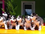Husky Sibirya Kurdu Yavru
