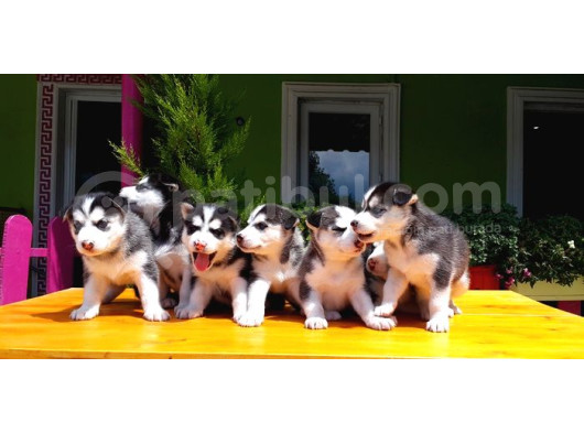 Husky Sibirya Kurdu Yavru görsel