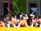 Husky Sibirya Kurdu Yavru