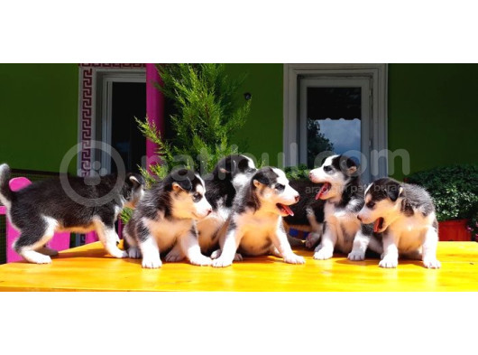 Husky Sibirya Kurdu Yavru görsel