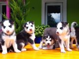 Husky Sibirya Kurdu Yavru