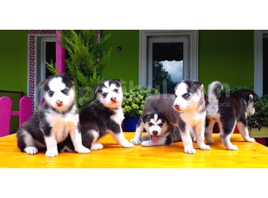 Husky Sibirya Kurdu Yavru görsel