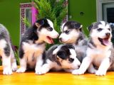 Husky Sibirya Kurdu Yavru