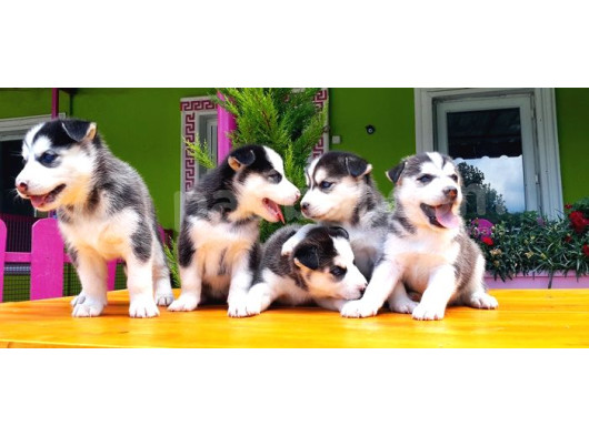 Husky Sibirya Kurdu Yavru görsel