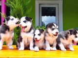 Husky Sibirya Kurdu Yavru