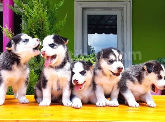 Husky Sibirya Kurdu Yavru görsel
