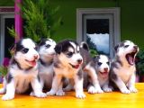 Husky Sibirya Kurdu Yavru