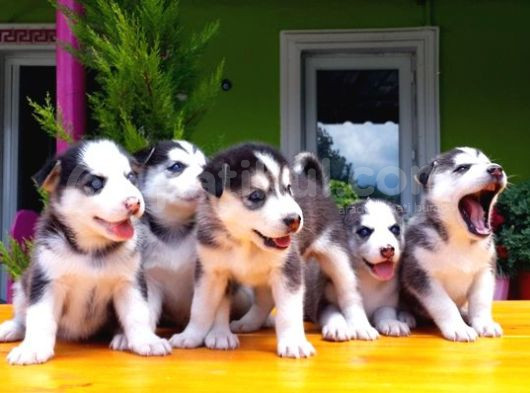 Husky Sibirya Kurdu Yavru görsel