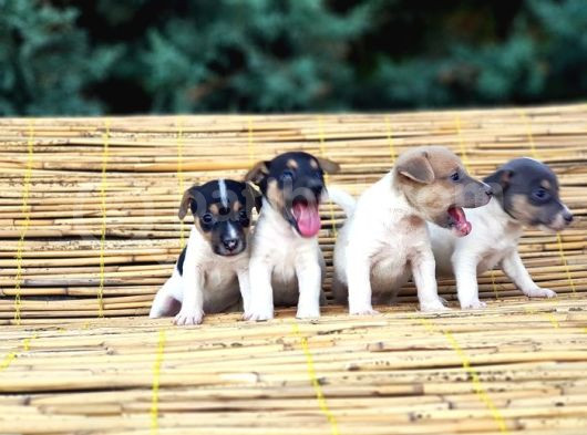 Jack Russel Yavru