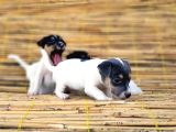 Jack Russel Yavru