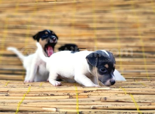 Jack Russel Yavru görsel