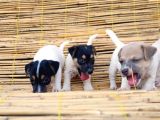 Jack Russel Yavru
