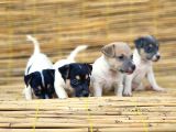 Jack Russel Yavru