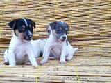 Jack Russel Yavru