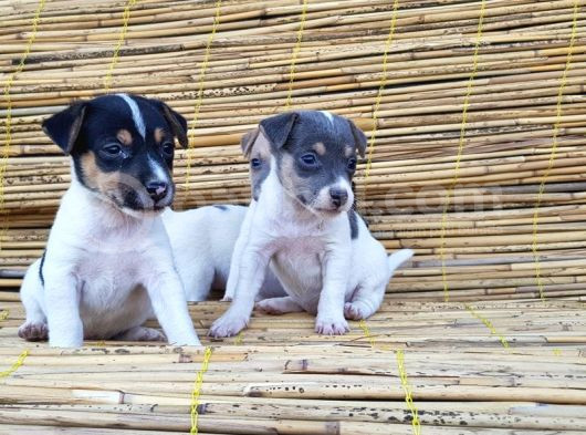 Jack Russel Yavru görsel