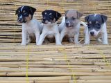 Jack Russel Yavru