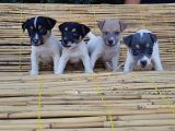 Jack Russel Yavru